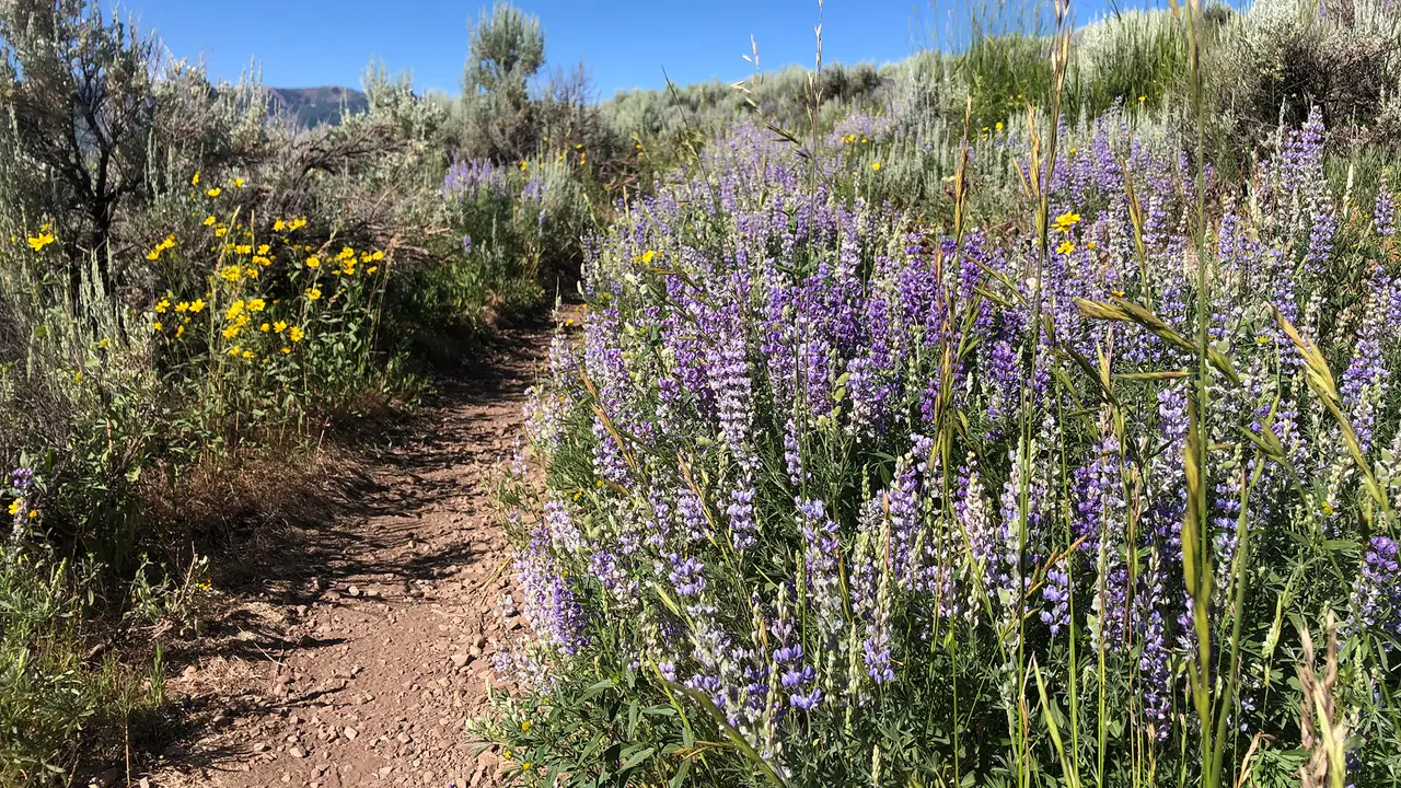 Wildflowers on a trail in Round Valley, Park City
